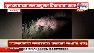 Buldhana Leopard | बुलढाण्यातील मलकापुरमध्ये बिबट्याचा वावर, शेतकऱ्यांमध्ये भीतीचं वातावरण