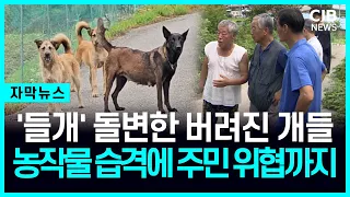 버려진 개가 '들개'로..."잡아도 문제 안 잡아도 문제, 어쩌나"