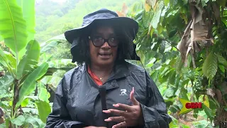Diaspora aids spice replanting