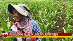 CORN FARMERS COMPLAIN ABOUT SCARCITY OF SUBSIDIZED FERTILIZER imran