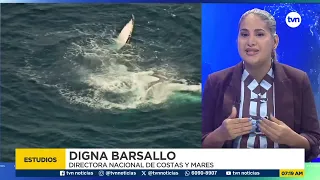 Mi Ambiente advierte que menos ballenas están llegando a Panamá.