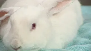 Prince the rabbit | Pet on the Set