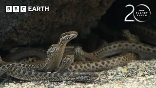 Baby Iguana vs Racer Snakes | 20 Years of Planet Earth | BBC Earth