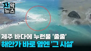 [Subtitled News] The Sea Has Turned Yellow... Anxiety Grows Over Unknown Cause