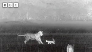 Lion cubs vs honey badger | Big Cats 24/7 Series 2 – BBC