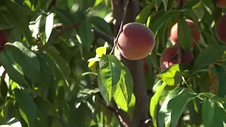 Potkozarje prikuplja dobre plodove breskve (Zemlja izvor života) TV K3