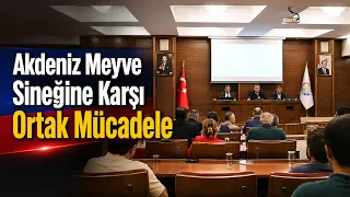 Joint battle against the Mediterranean fruit fly... @Kanal33mersin