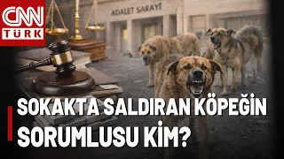 Who Is Responsible for Stray Dog Attacks? Interior Ministry Grants Investigation Permission for M...