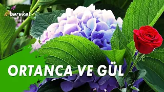 Bahçıvanın Elinden - Ortanca ve Gül