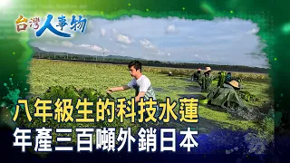 The "Green Gold" Water Lily Reaches Japanese Tables | Water Lily Farm | [Taiwan People and Things...