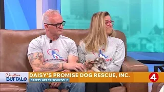 Daytime Buffalo: Daisy's Promise Dog Rescue, Inc. | Safety Net Crisis Rescue