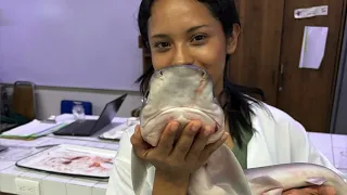 Veracruz is home to 18 protected shark species
