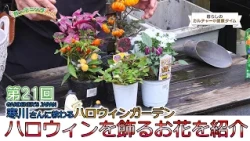 Lifestyle Culture Time: Gardening 101 - Part 21