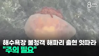 해수욕장 불청객 해파리 출현 잇따라..."주의 필요"/JIBS/제주/2026.07.09
