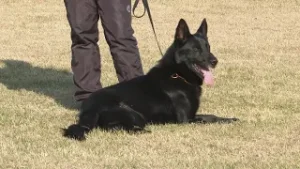 Keresőkutyát toboroz a NAV