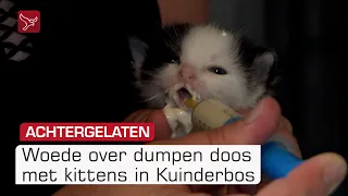 Gedumpte kittens: 'Wat voor mens bent u?' | Omroep Flevoland
