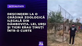 Descinderi la o grădină zoologică ilegală din Dâmbovița. Lei, urși și tigri erau ținuți într-o curte