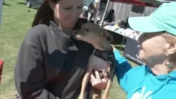 Bark-a-palooza brings out adoptable dogs