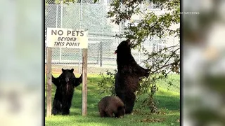 Colorado bears are on the move as they bulk up for winter