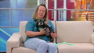 Pet of the Week: Willow, Pawz & Purrz