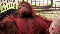 Indonesia, cucciolo di orangutan salvato dagli incendi in Borneo mentre l'habitat si distrugge