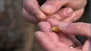 Alt soi de ciprinide