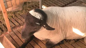 Expogama 2026 en Punta Arenas: programa, fechas y actividades destacadas