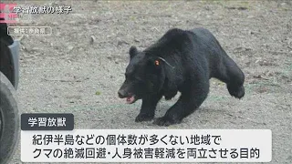 Conservation or public safety? The difficult choice: Bears reappear, failing to learn "fear of hu...