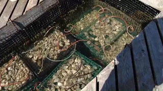 Pemaquid Oyster Festival returns to Boothbay Harbor