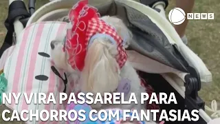 Nova York vira passarela para cachorros com fantasias