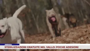 ANIMALI. STERILIZZAZIONI GRATUITE NEL VALLO: POCHE ADESIONI
