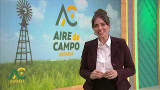 Pintado Argentino: the truly Argentinian horse - Aire De Campo Express