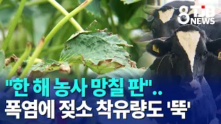 "At Risk of Losing the Year's Harvest"..Milk Yield Drops Due to Heatwave | TJB Daejeon-Sejong-Chu...