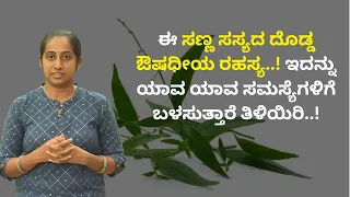 ಈ ಸಣ್ಣ ಸಸ್ಯದ ದೊಡ್ಡ ಔಷಧೀಯ ರಹಸ್ಯ..! ಇದನ್ನು ಯಾವ ಯಾವ ಸಮಸ್ಯೆಗಳಿಗೆ ಬಳಸುತ್ತಾರೆ ತಿಳಿಯಿರಿ..! | GIDA MULIKE