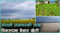 जंगली जनावरको त्रासले धानको विकल्पमा  कञ्चनपुरको कुतियाकवरमा बेसार खेती