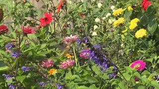 It's been a challenging season for gardening: Don't throw in the towel