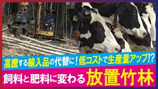 【LBS】厄介者の放置竹林を飼料・肥料に活用