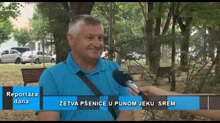 Reportaža dana "Žetva pšenice u punom jeku" Sremska Mitrovica, 01.07.2026