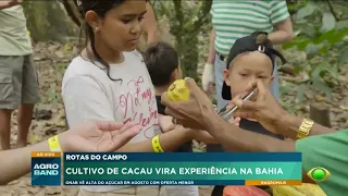 Cultivo de cacau vira experiência na Bahia
