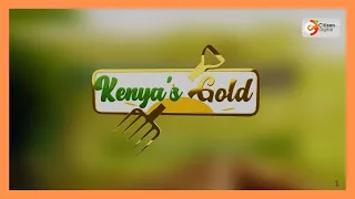 Kenya's Gold chat | Pesticides in Kenya [Part 2]