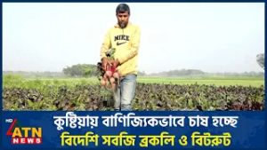 কুষ্টিয়ায় বাণিজ্যিকভাবে চাষ হচ্ছে বিদেশি সবজি ব্রকলি ও বিটরুট | ATN News