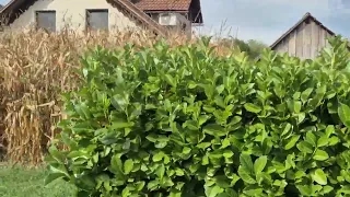 Zbiranje vlog za škodo na kmetijskih pridelkih zaradi posledic suše
