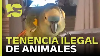Córdoba: Authorities issue warning on keeping exotic pets following viral parrot video