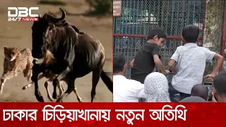 ঢাকার চিড়িয়াখানায় আফ্রিকার অতিথি | DBC NEWS