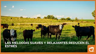 Fun Facts You Didn't Know About Cows