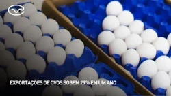 Egg exports rise 29% in one year