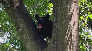 Fort Smith police warn of multiple reports of bears in the area
