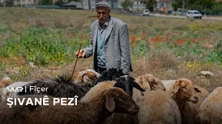 Fîçer - Şivanê Pezî | فیچەر - شڤانێ پەزی