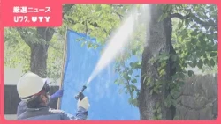 クビアカツヤカミキリ　モモなどの木を幼虫が食い荒らす　防除対策の予算確保などを国に要望　山梨