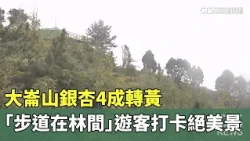 Ginkgo Leaves at Dalun Mountain 40% Yellow; "Forest Trail" a Stunning Backdrop for Visitors｜CTS N...
